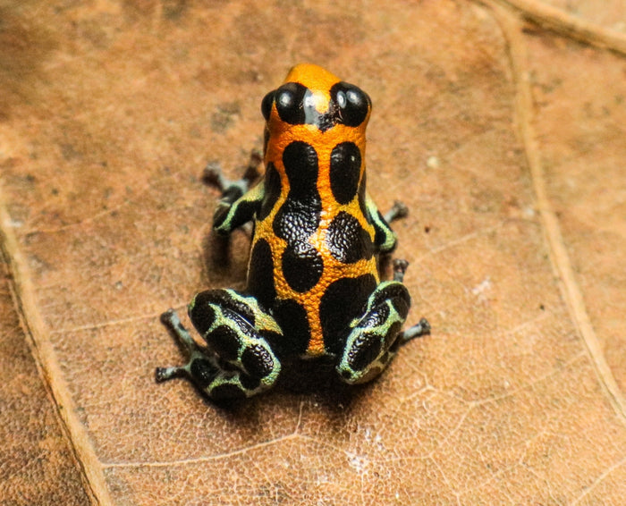 Ranitomeya imitator "Chazuta" image 2