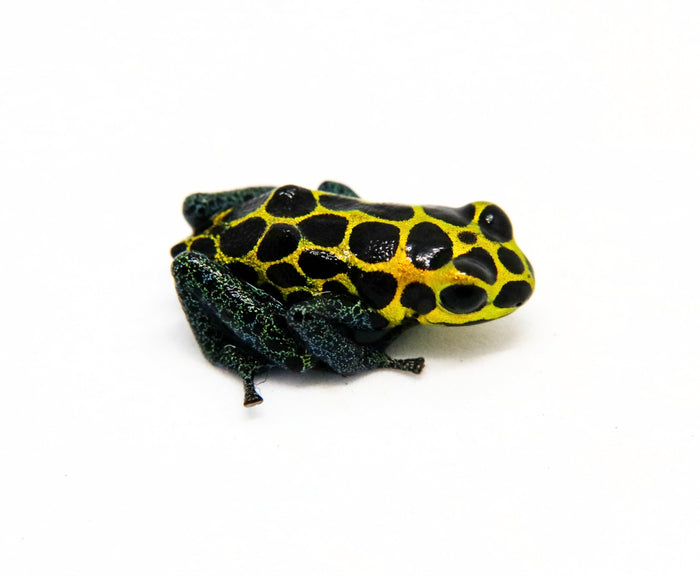 Ranitomeya imitator "Tarapoto"