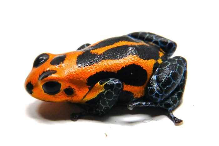 Ranitomeya imitator "Varadero" image 2