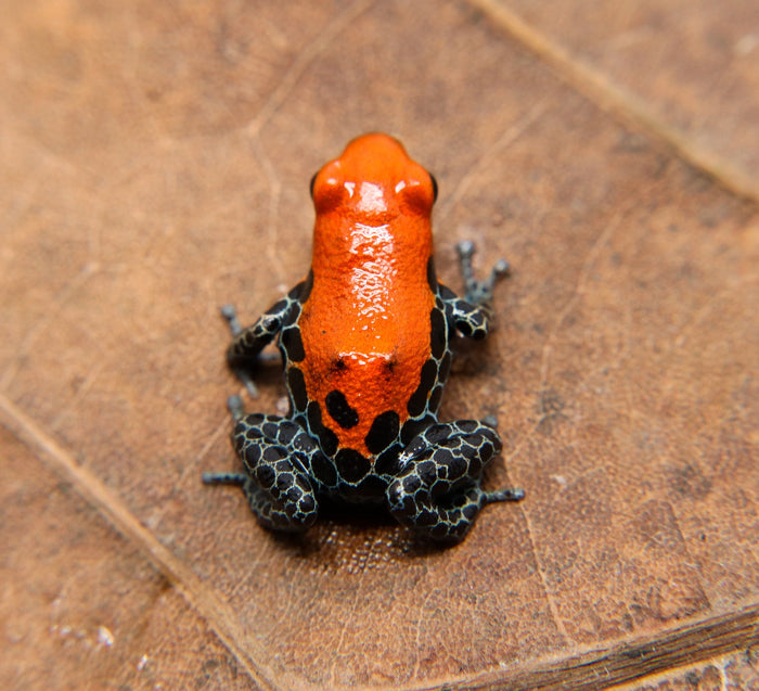 Ranitomeya reticulata "Solid" image 2
