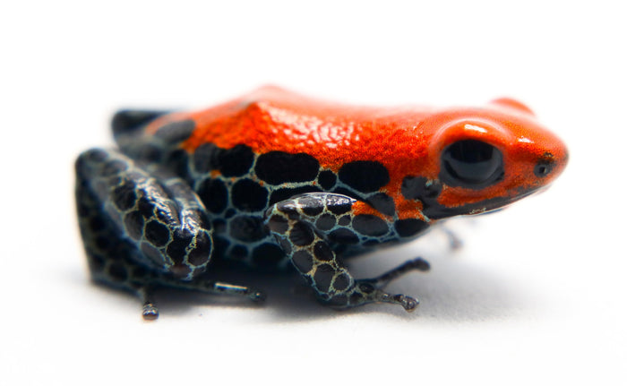 Ranitomeya reticulata "Solid" image 3