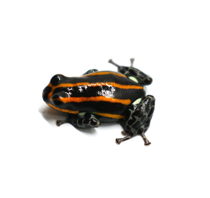 Ranitomeya sirensis "Orange" - Tadpole