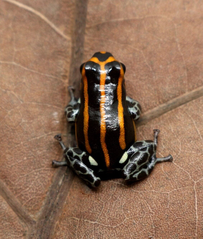 Ranitomeya sirensis "Orange" - Tadpole