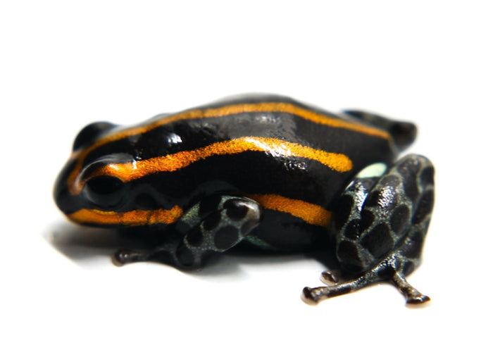 Ranitomeya sirensis "Orange" - Tadpole