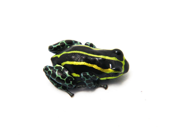 Ranitomeya sirensis "Panguana Green Legged"