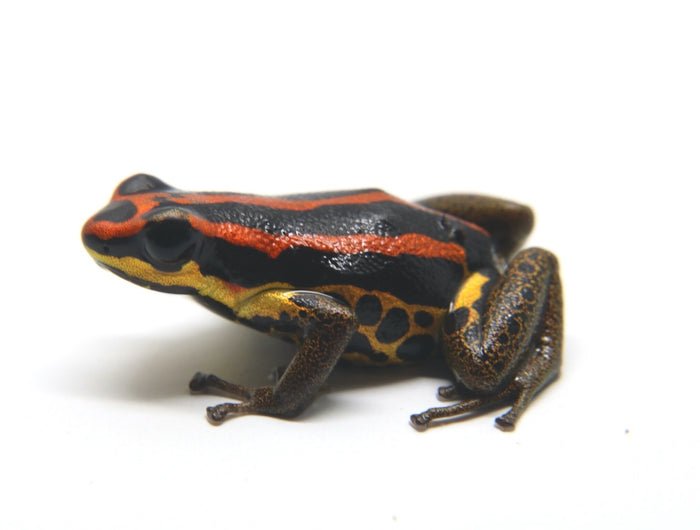 Ranitomeya uakarii "Gold Legged"