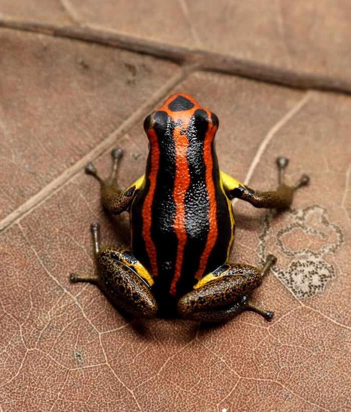 Ranitomeya uakarii "Gold Legged" image 2