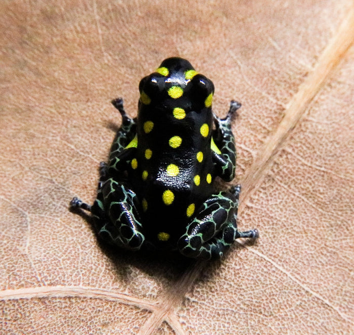 Ranitomeya vanzolinii Tadpole image 2