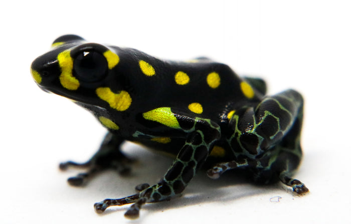 Ranitomeya vanzolinii image 3