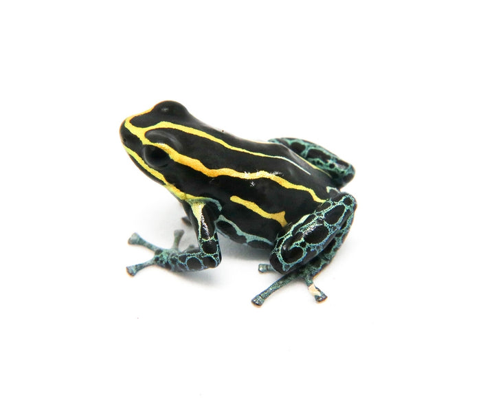 Ranitomeya variabilis "Borja Ridge"