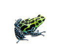 Ranitomeya variabilis "Southern"