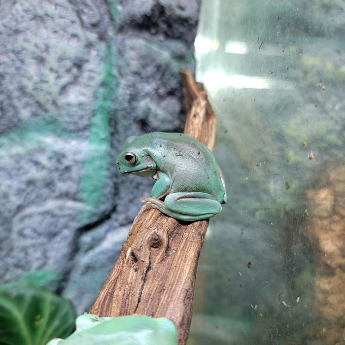 Ranoidea caerulea - White's Tree Frog - Blue Phase image 2