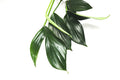Rhaphidophora discursiva