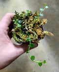 Rhaphidophora pachyphylla