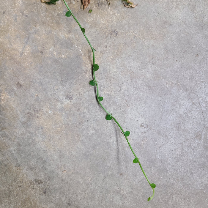 Rhaphidophora pachyphylla image 2