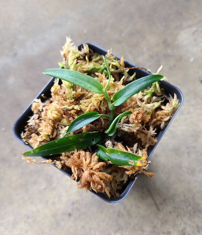 Rhaphidophora sp. Bejogai Dwarf