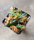 Rhaphidophora sp. Bejogai Dwarf