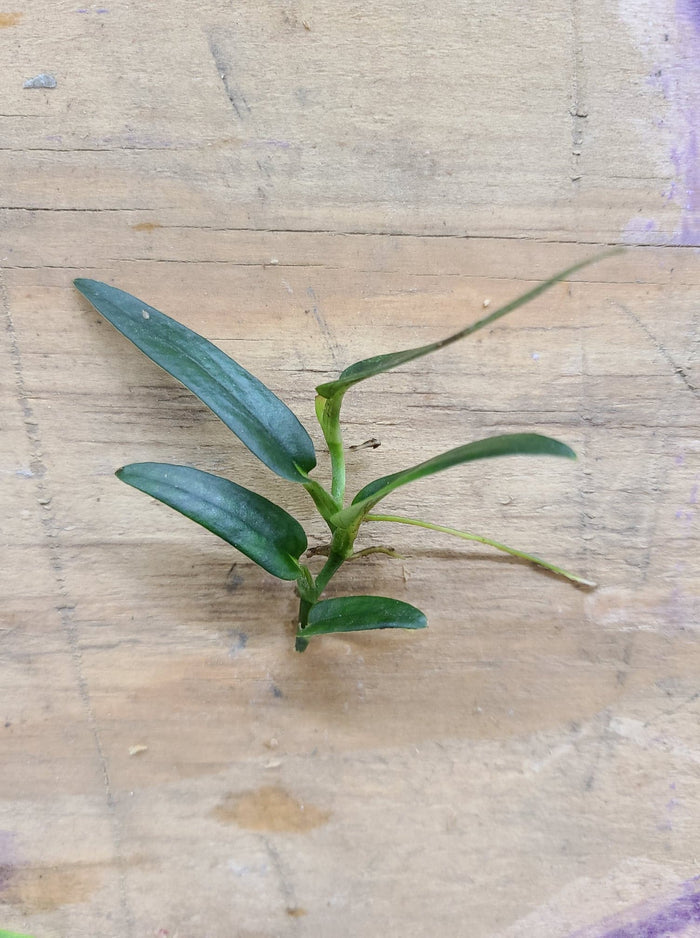 Rhaphidophora sp. Bejogai Dwarf image 2