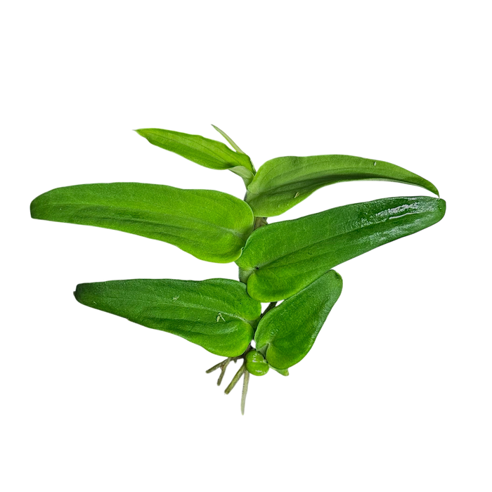 Rhaphidophora tenuis image 2