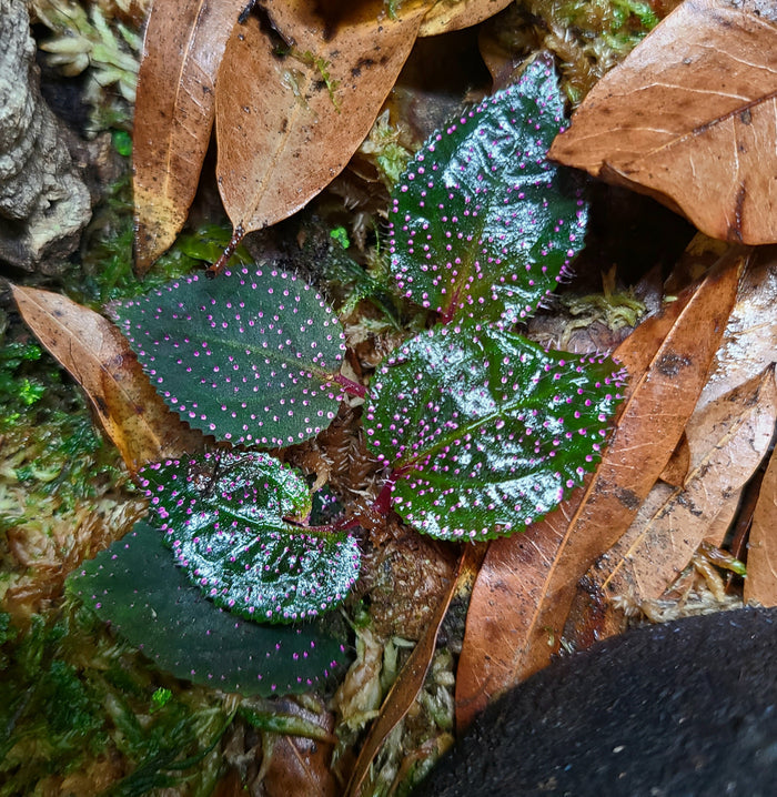 Sarcopyramis Pink Dot / sp Sanggau
