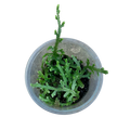Selaginella serpens