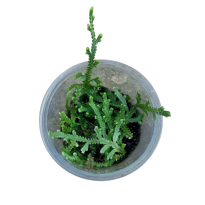 Selaginella serpens