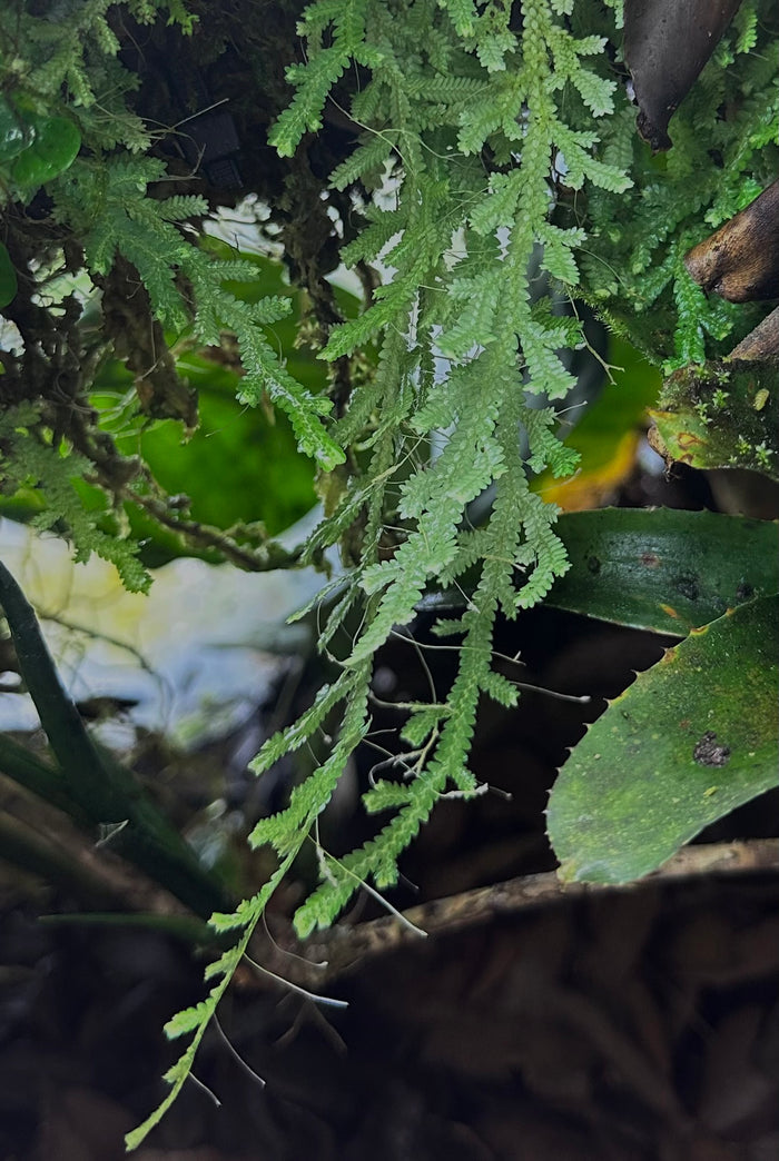 Selaginella serpens image 2