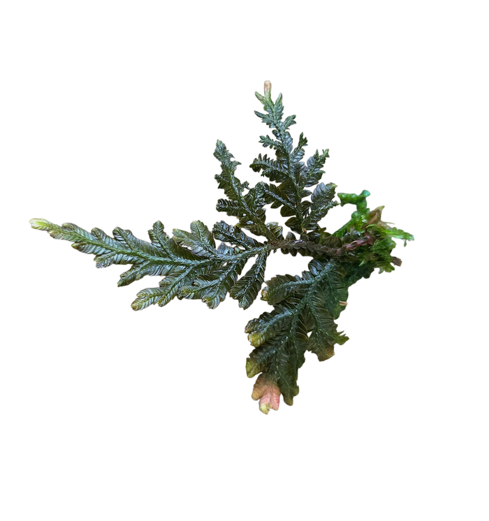Selaginella sp. Borneo Bronze