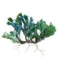 Selaginella sp. Java Mood Ring