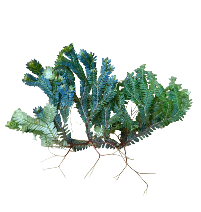 Selaginella sp. Java Mood Ring
