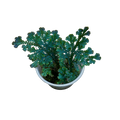 Selaginella uncinata