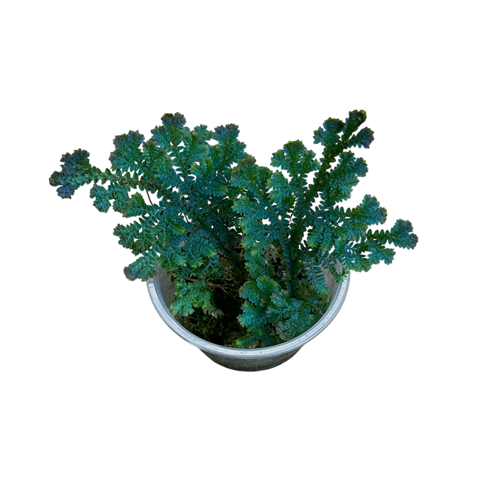 Selaginella uncinata