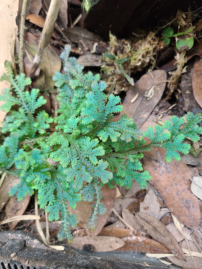 Selaginella uncinata image 2