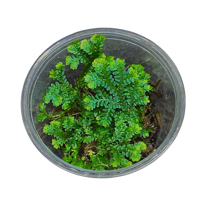 Selaginella uncinata image 3