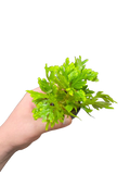 Selaginella wallichii