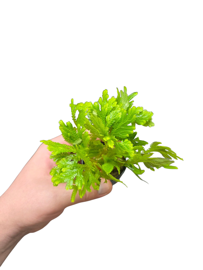 Selaginella wallichii