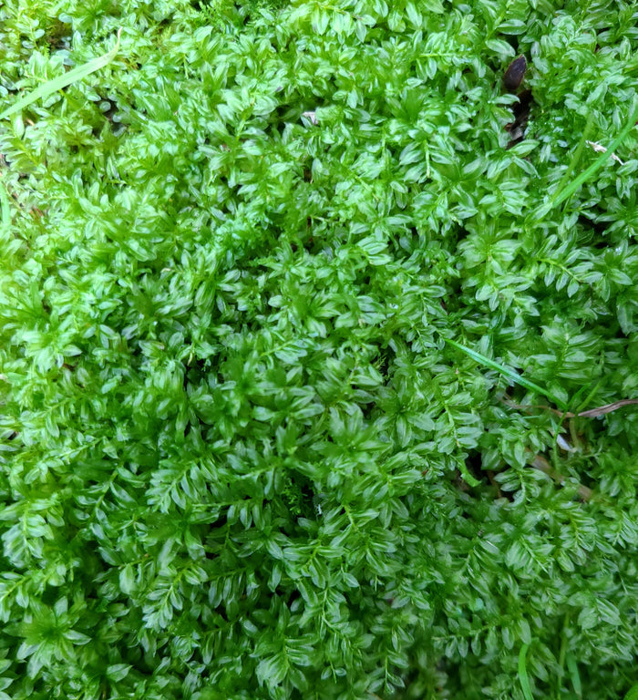 Semi - Aquatic Liverwort (Plagichila sp.)