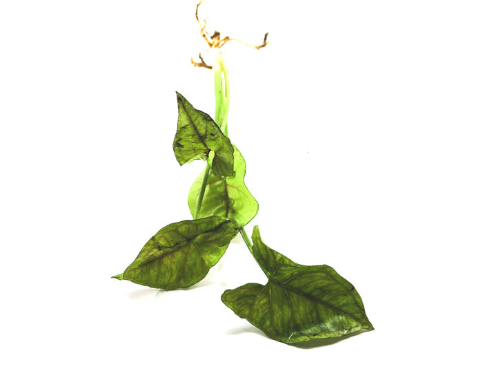 Syngonium podophyllum