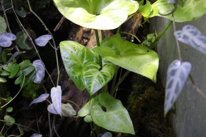 Syngonium podophyllum image 2