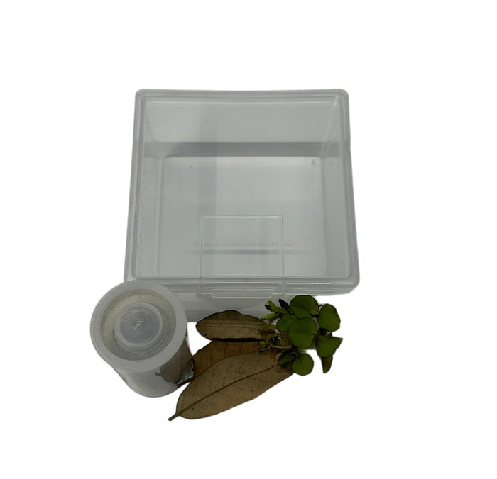 TadDaddy Basic Tadpole Kit