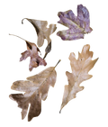 Temperate Leaf Litter - Fall Fantasy Oak Blend