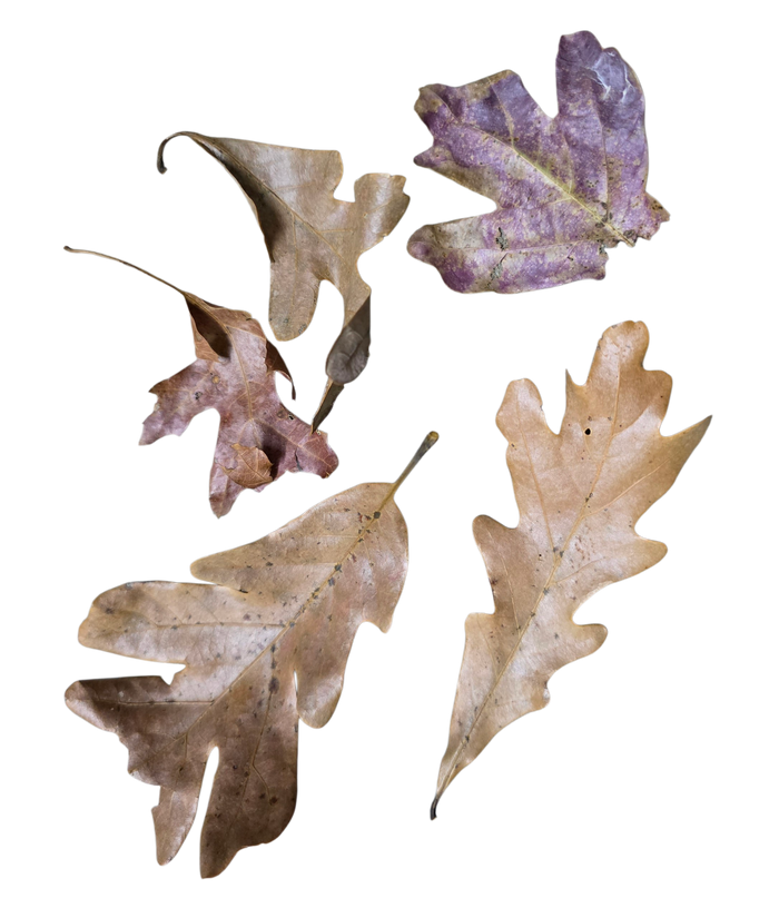 Temperate Leaf Litter - Fall Fantasy Oak Blend