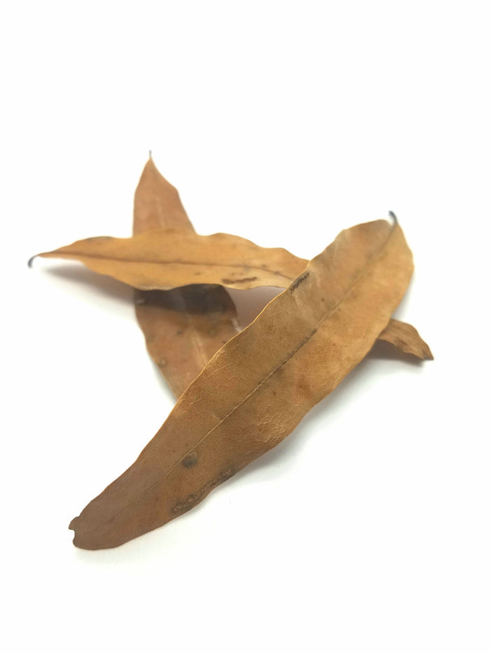 Temperate Leaf Litter - Willow Oak (Quercus phellos)