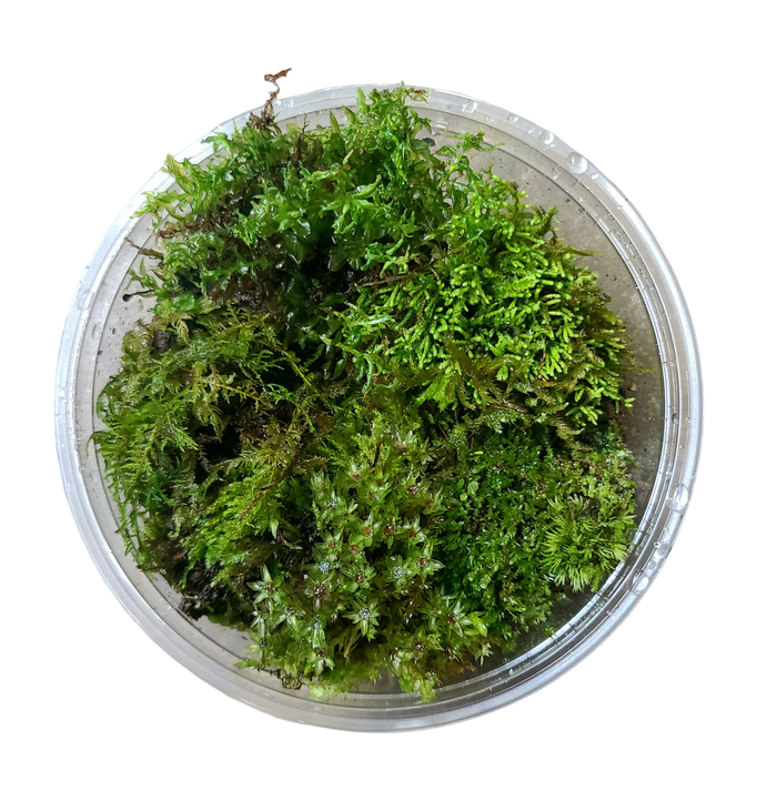 Temperate Moss Variety Pack