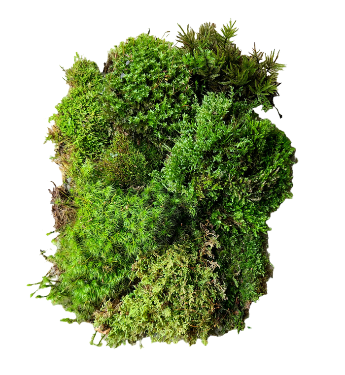 Temperate Moss Variety Pack image 2