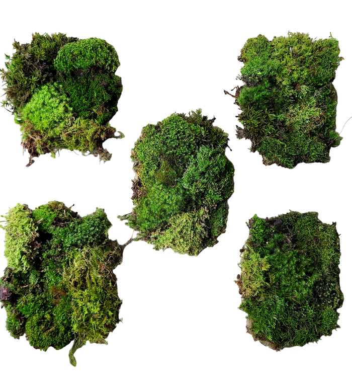 Temperate Moss Variety Pack image 3