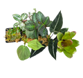 Terrarium Plant Package