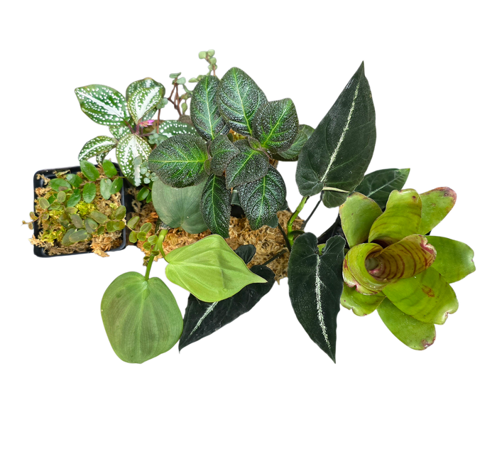 Terrarium Plant Package