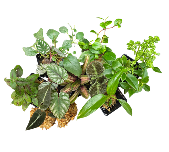 Terrarium Plant Package