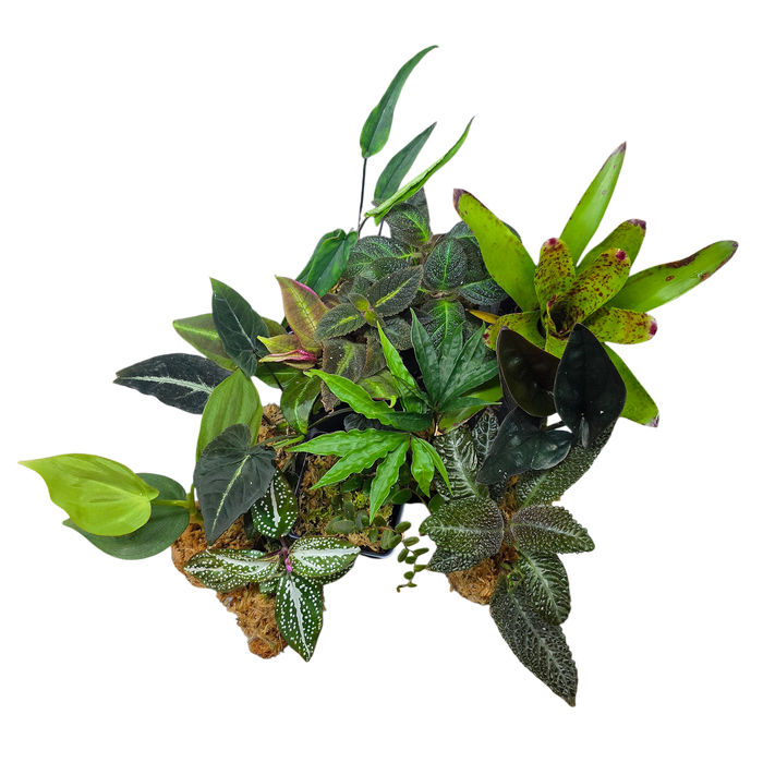 Terrarium Plant Package
